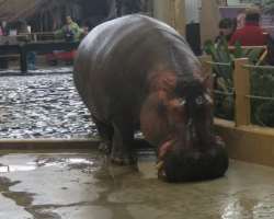 The authority has received the award for safeguarding hippos in Ghana. They also working on the tree canopies of Madagascar which is home to endangere